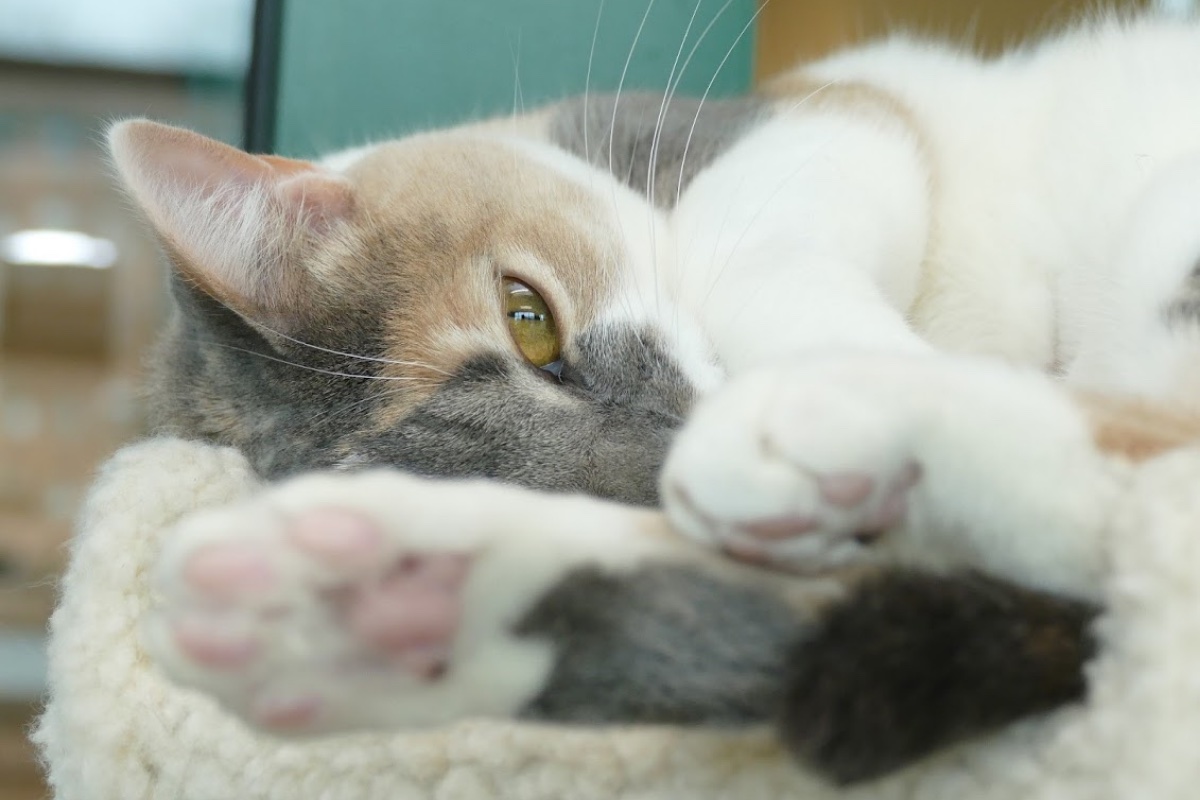 The Science Behind Cat Naps Dakin Humane Society